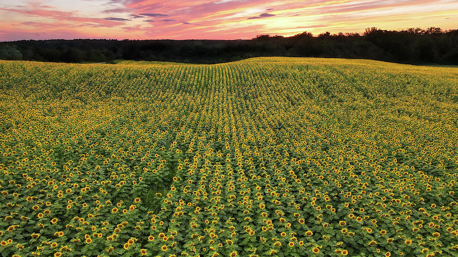 Sunflower PANO Photograph by Brook Burling