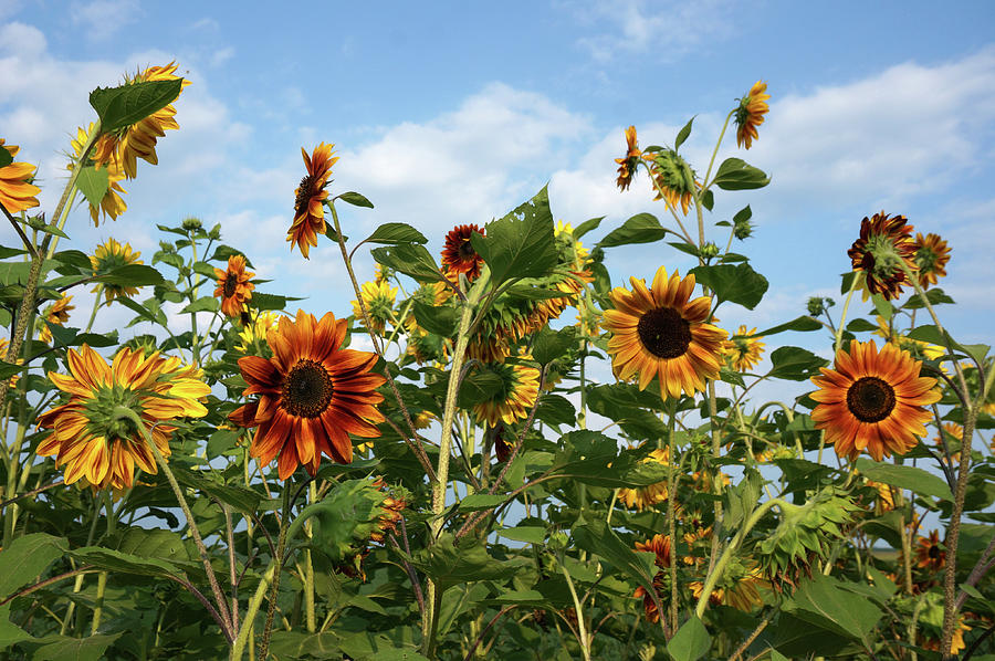Sunflower Photograph - Sunflower Patch by Dylan Punke