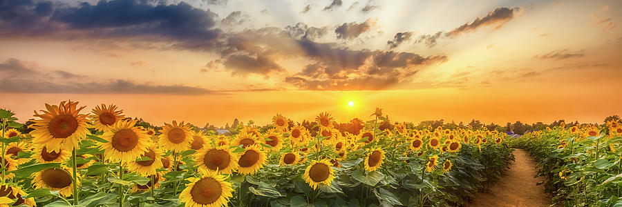 Sunflower Photograph - Sunflower path in the evening - Panorama by Melanie Viola