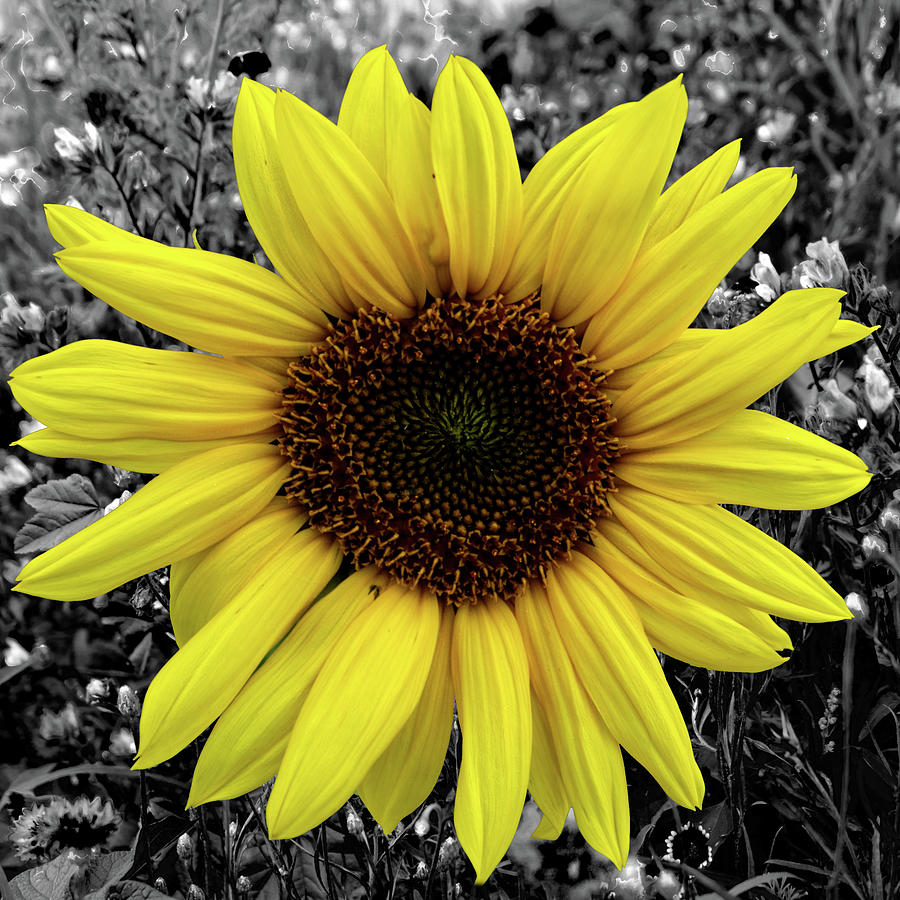 Sunflower Photograph by Patricia Piotrak
