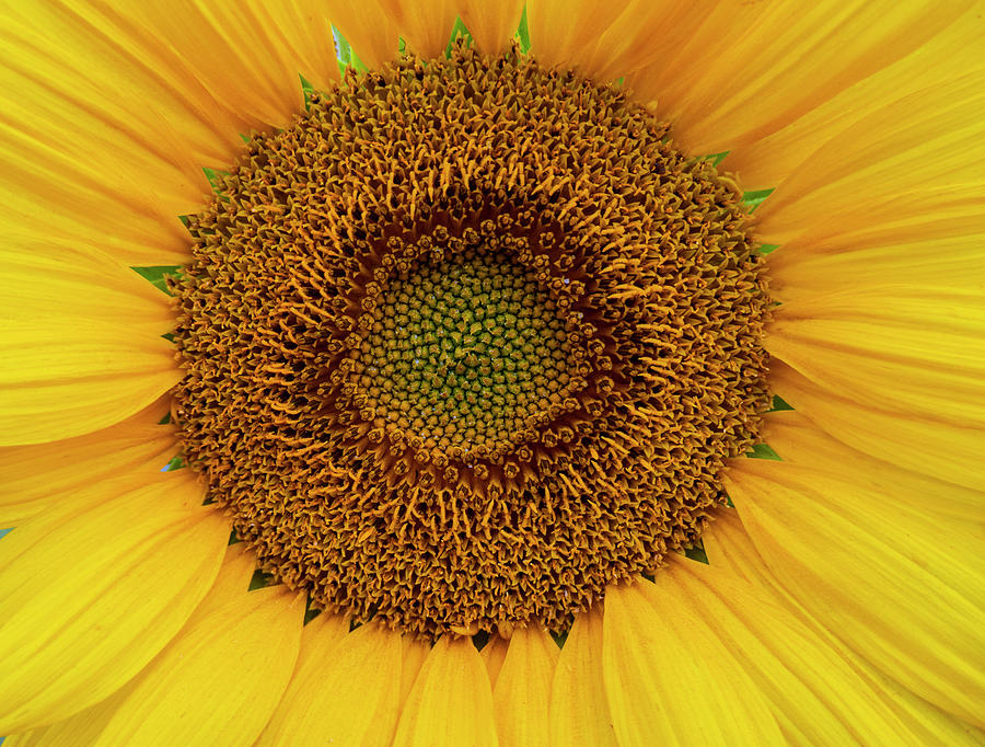 Sunflower Photograph - Sunflower Pattern by Phil And Karen Rispin