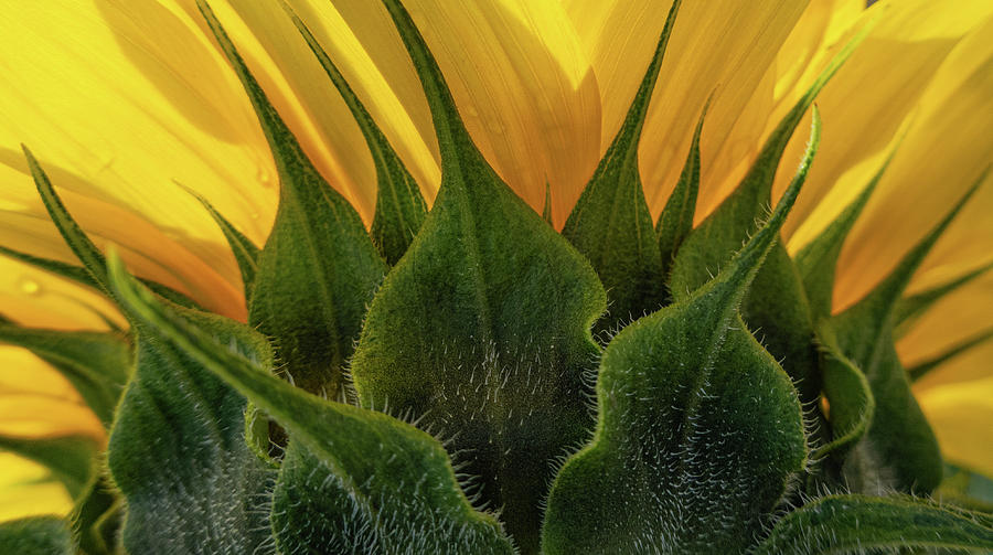 Sunflower Photograph - Sunflower Pattern by Phil And Karen Rispin