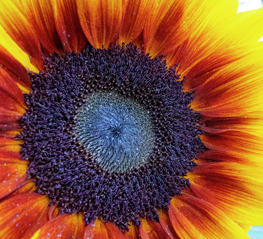 Sunflower Photograph - Sunflower Patterns by Phil And Karen Rispin