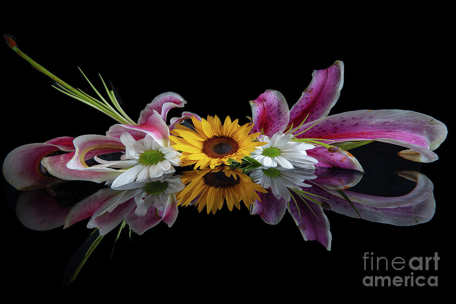 Sunflower Photograph by Patti Schulze