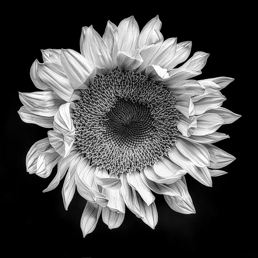 Sunflower Photograph by Paul Bartell