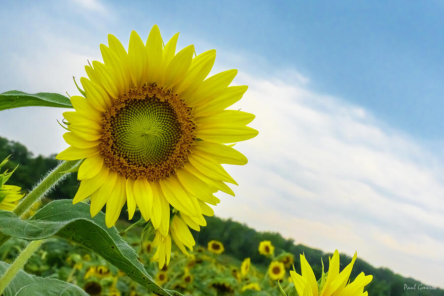 Sunflower Photograph - Sunflower by Paul Gmerek