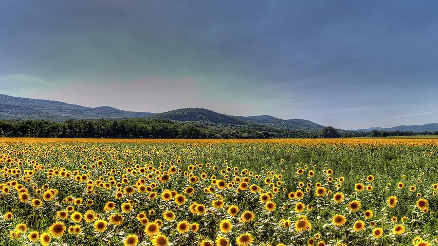Sunflower Peace Photograph by David Pyatt