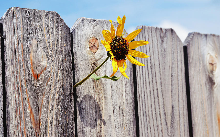 Sunflower Peeking Through Wooden Fence Photograph by Gaby Ethington