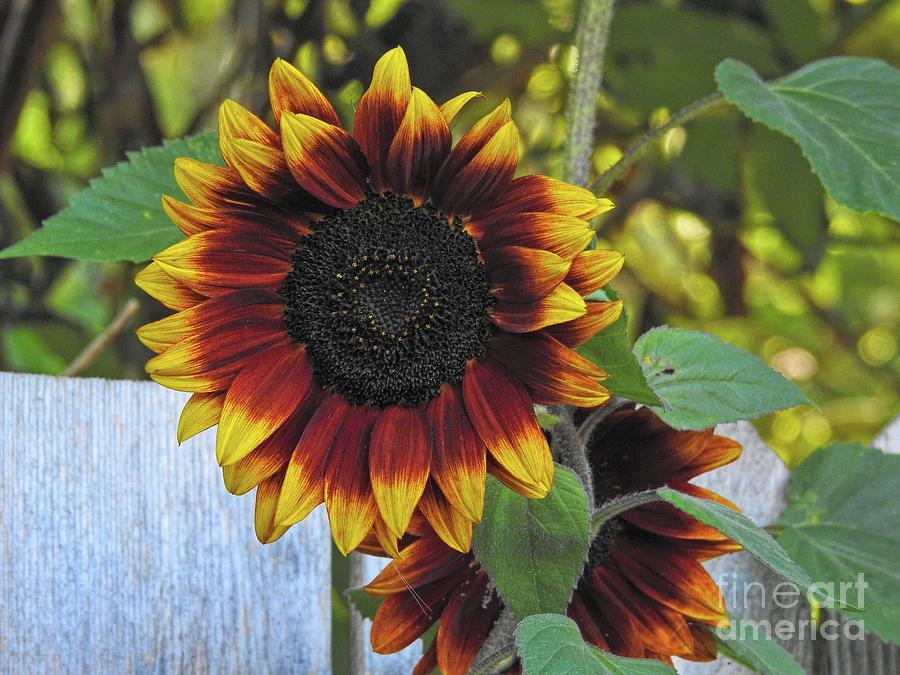 Sunflower Photograph - Sunflower by Peggy Hughes