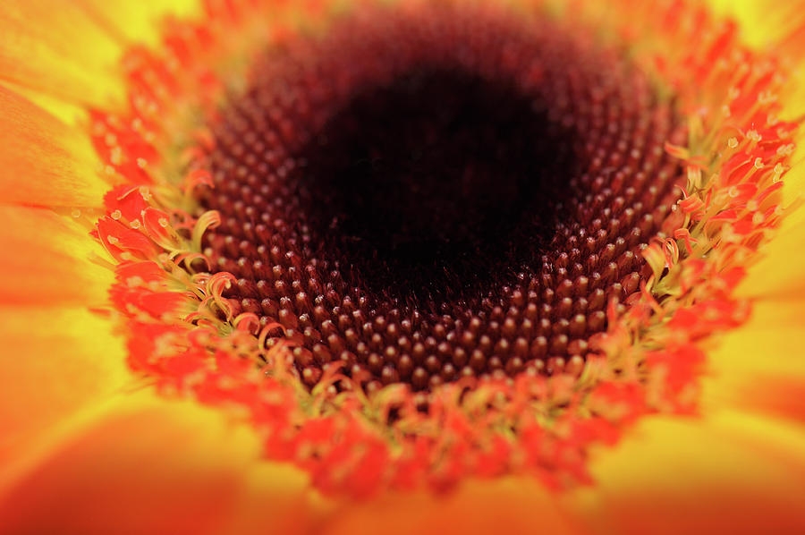 Sunflower Photograph by Pelo Blanco Photo