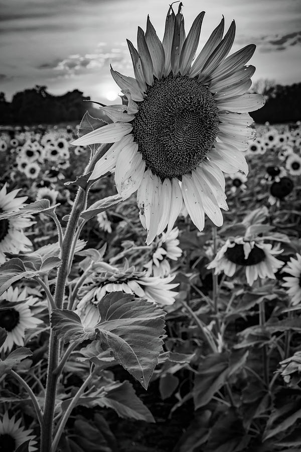 Sunflower Perfection - Black and White Photograph by Gregory Ballos ...