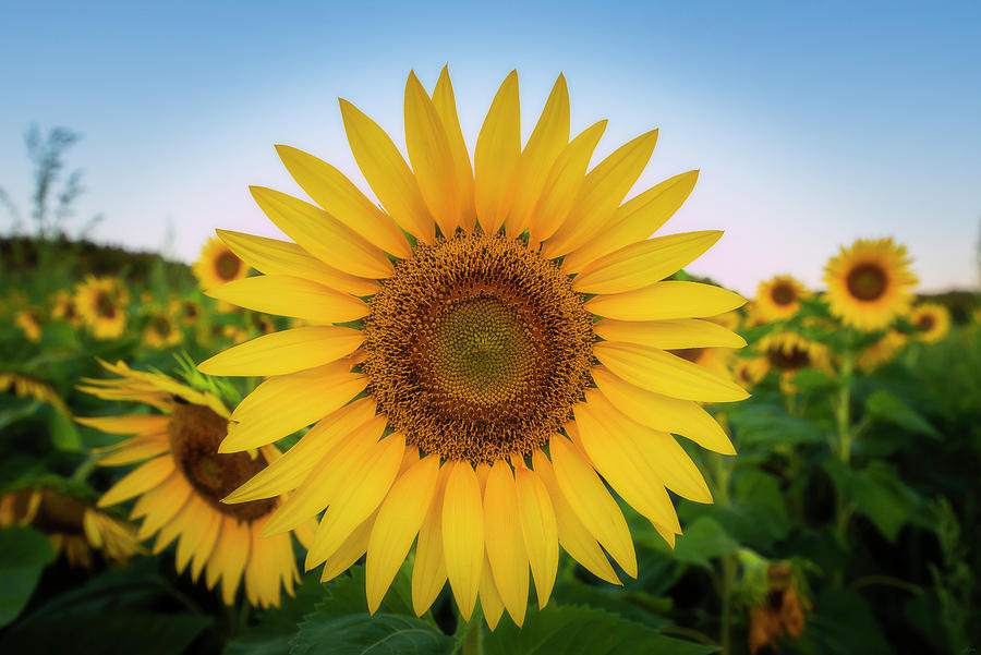 Sunflower Perfection Photograph by Owen Weber