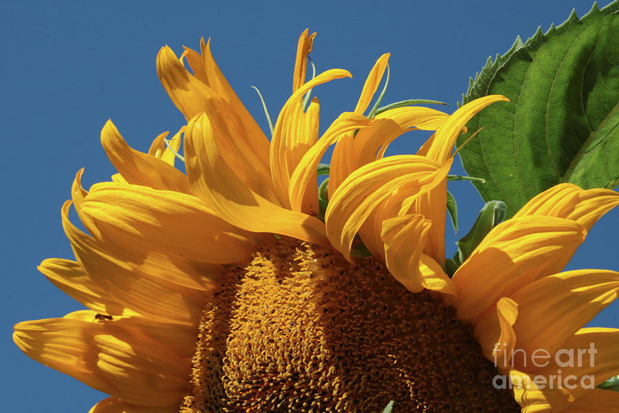 Sunflower Perspective Photograph by Carol Groenen