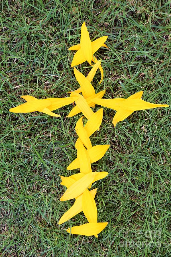 Sunflower Petal Cross Photograph by Deborah A Andreas