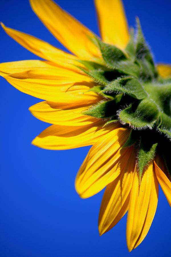 Sunflower Petals and Blue Skies Photograph by LaDonna McCray