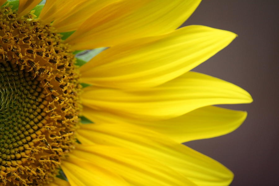 Sunflower Petals Photograph by Linda Fields - Fine Art America