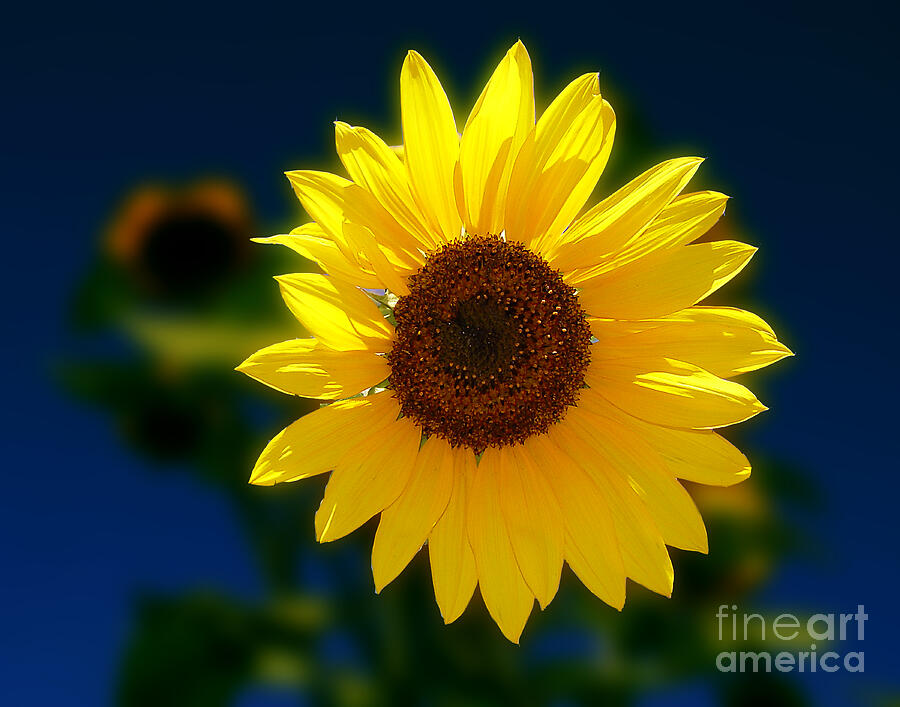Sunflower Photograph - Sunflower by Peter Piatt