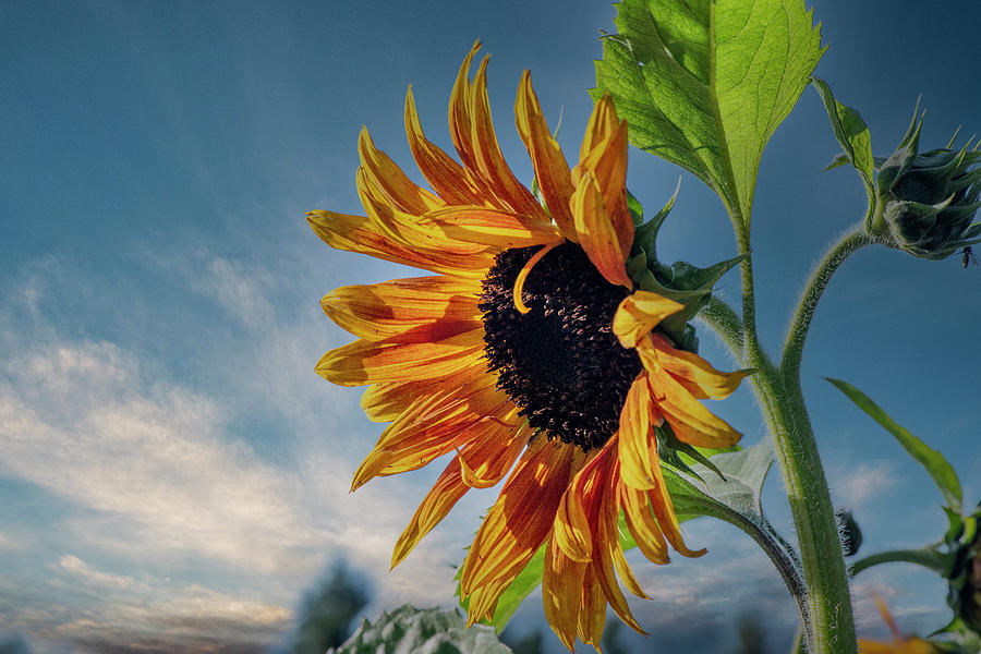 Sunflowers Photograph - Sunflower by Phil And Karen Rispin