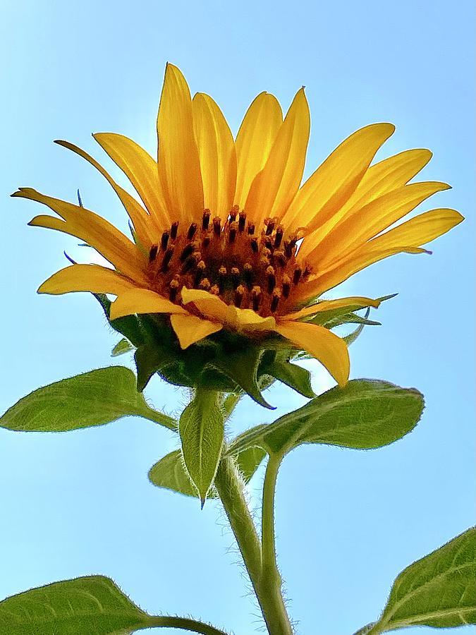 Sunflower. Photography. 1 Photograph by Masha Batkova