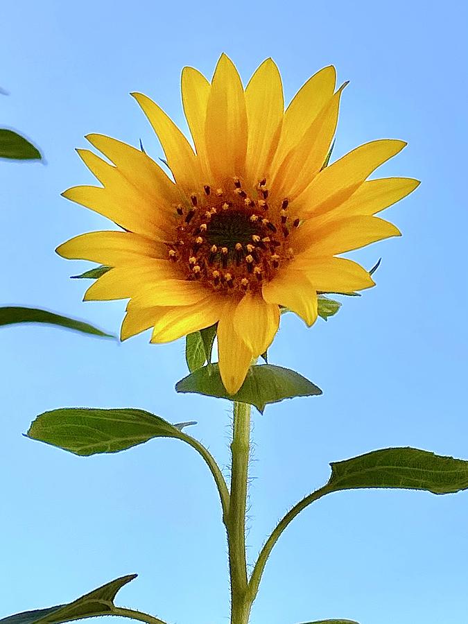 Sunflower. Photography. 2 Photograph by Masha Batkova