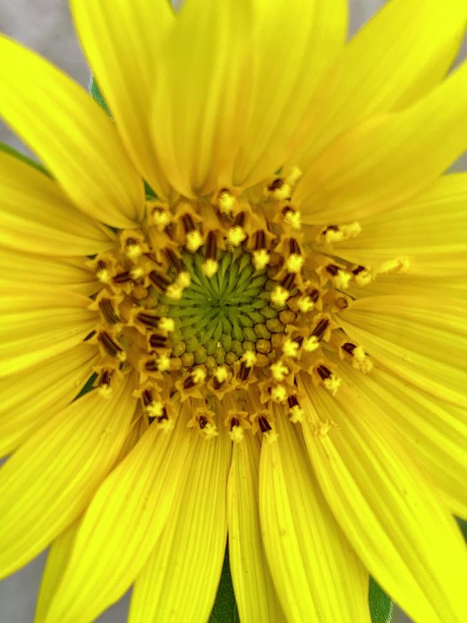 Sunflower. Photography. 4 Photograph by Masha Batkova