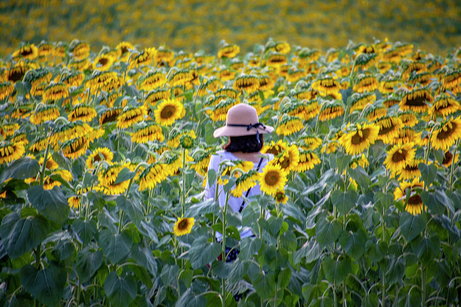 Sunflower Picking Photograph by Jean Haynes - Fine Art America