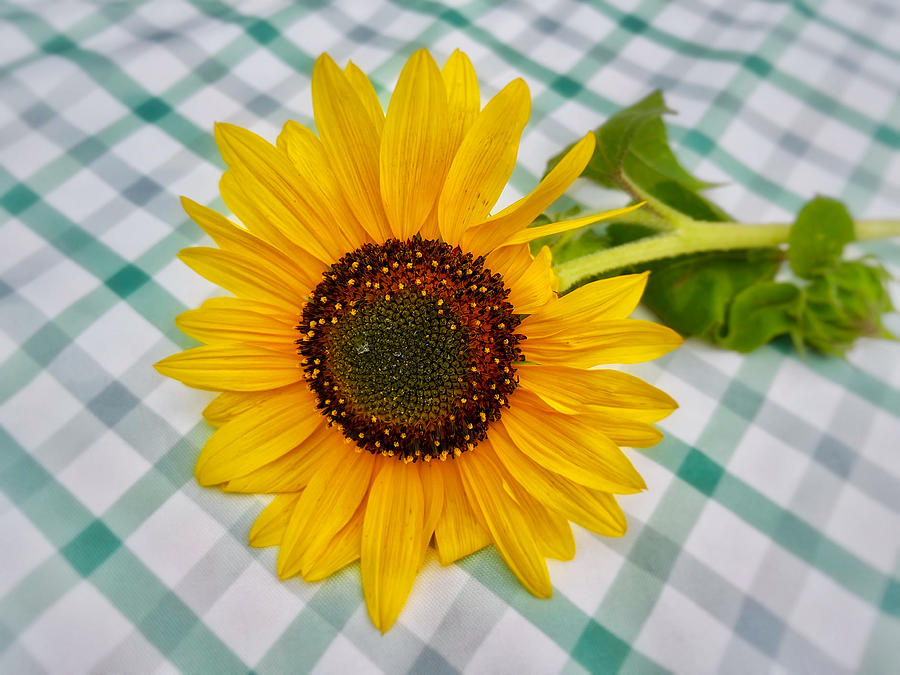 Sunflower Picnic Photograph by Steph Gabler