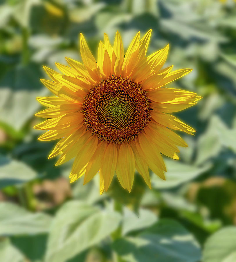 Sunflower Photograph by Pietro Ebner