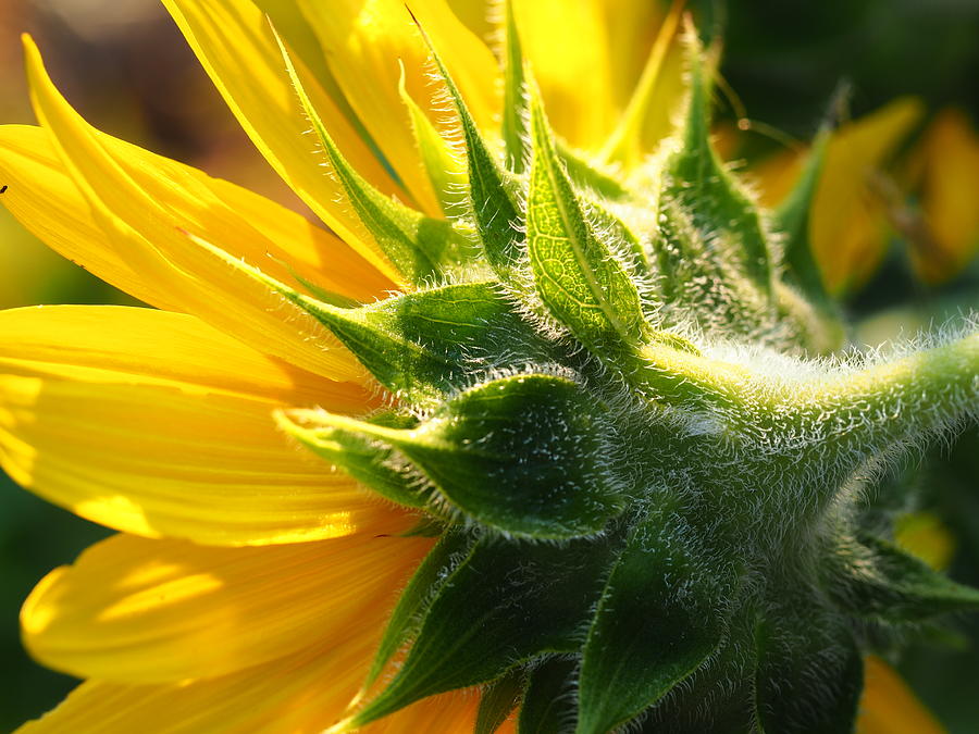 Sunflower Plant Photograph by Tom Druin