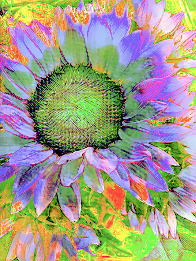 Sunflower Play Photograph by Ali Bailey Sunflower Play Photograph by Ali Bailey