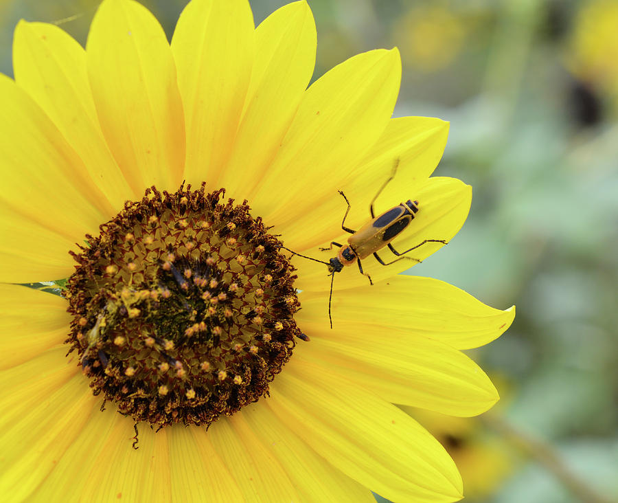 Sunflower pollination  Photograph by Jennifer Wallace