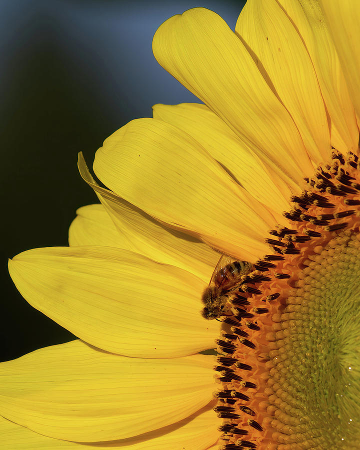 Sunflower Pollinator Photograph by Flinn Hackett