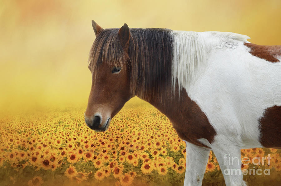 Sunflower Photograph - Sunflower Pony by Elisabeth Lucas