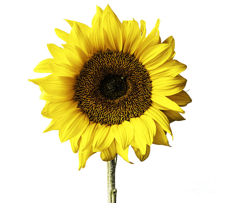 Sunflower Portrait Photograph
