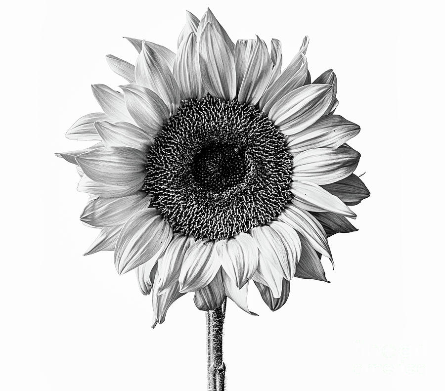 Sunflower Portrait In Black And White Photograph