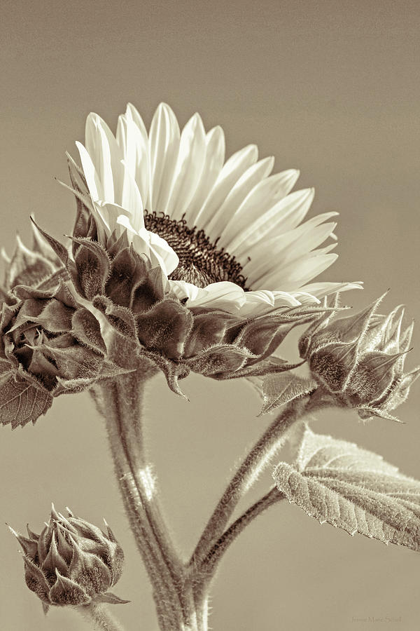 Sunflower Portrait in Sepia Photograph by Jennie Marie Schell