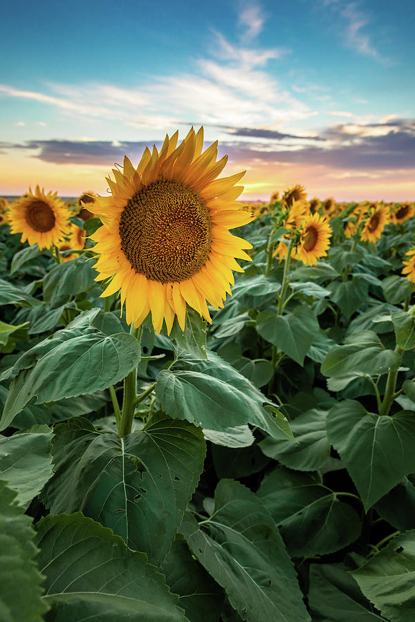 Sunflower Portrait Photograph by Kendra Perry-Koski - Fine Art America