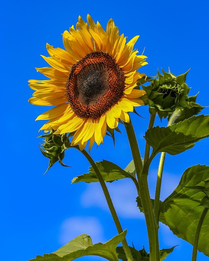 Sunflower Portrait Photograph by Kevin Craft