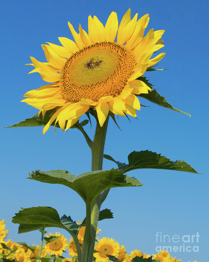 Sunflower Portrait Photograph by Kimberly Blom-Roemer
