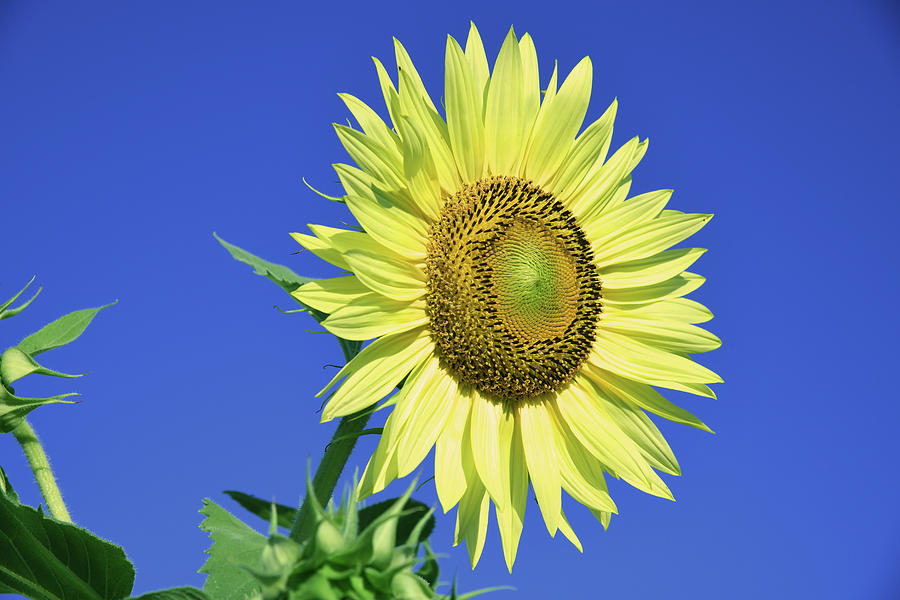 Sunflower Posing Photograph