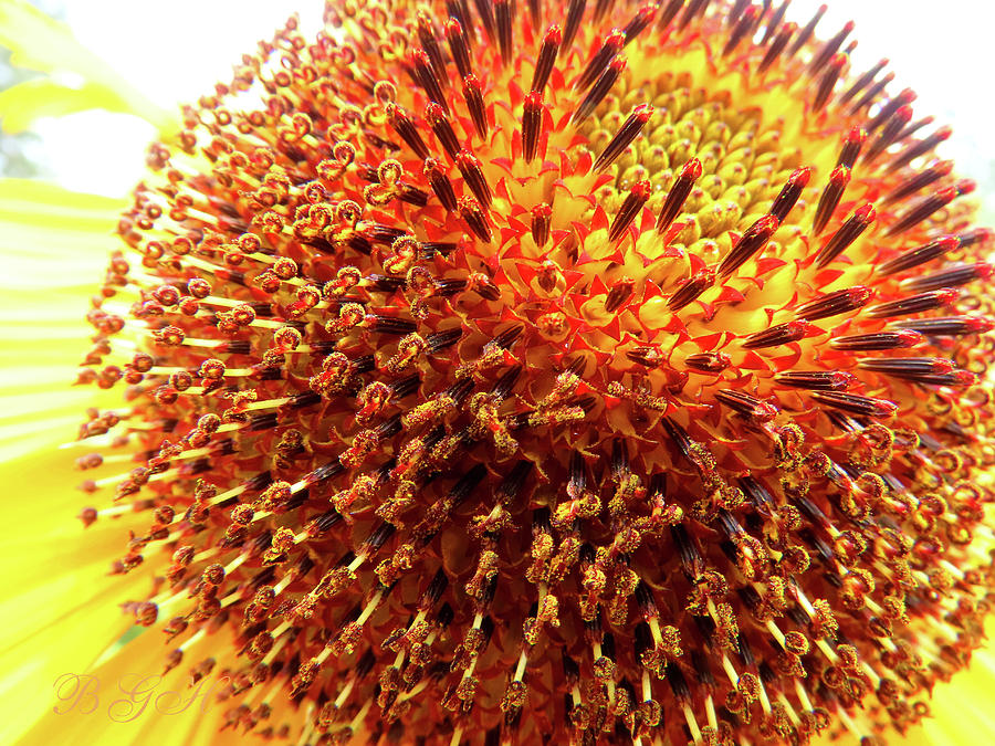 Sunflower Power Center - Floral Photography - Flowers From Our Gardens - Sunflower Art Photograph by Brooks Garten Hauschild