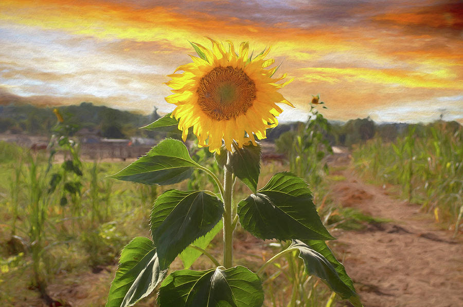 Sunflower Power 3.0 Digital Art by Alison Frank