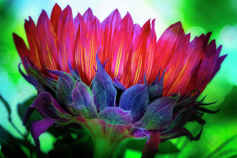 Sunflower Power Photograph by Bill and Linda Tiepelman