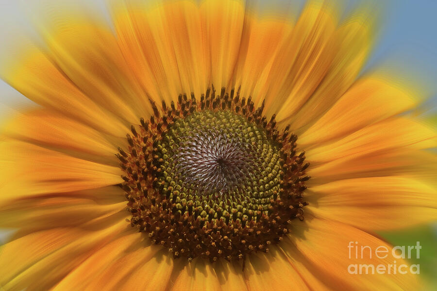 Fibonacci Sunflower Power Photograph by Chris Scroggins