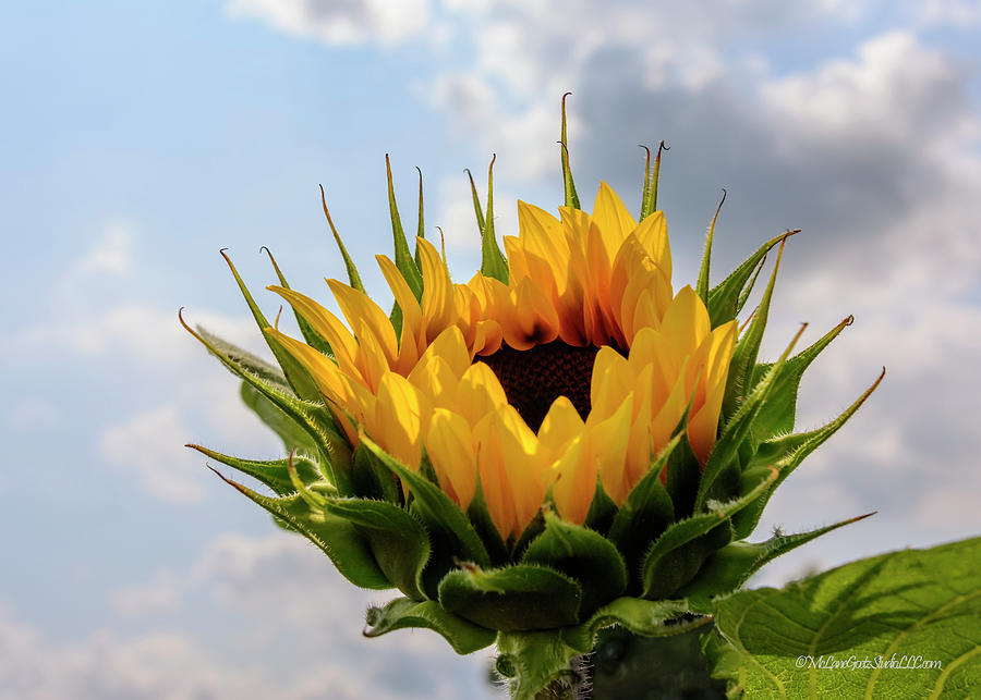Sunflower Power Photograph