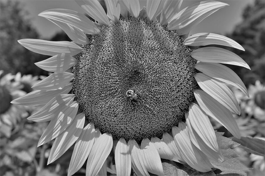 Sunflower Power Photograph by Warren LaBaire Photography - Fine Art America