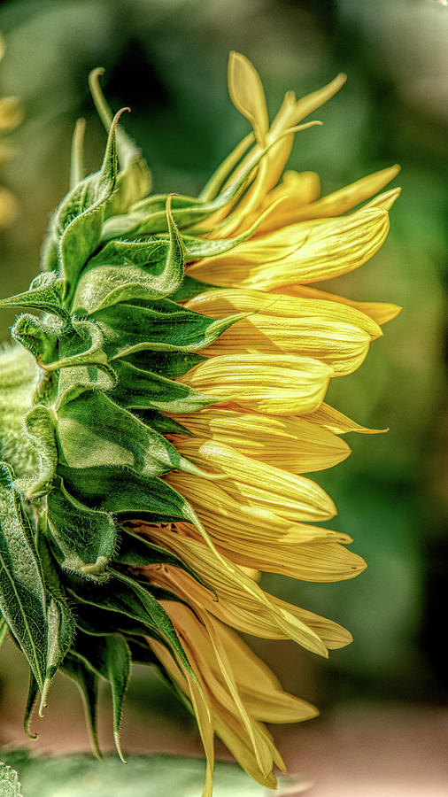 Sunflower Profile #3 Photograph by Stephen Stookey