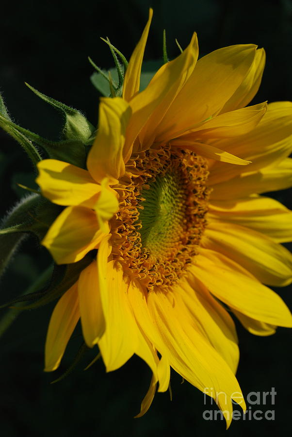 Sunflower Profile Photograph by Eunice Miller