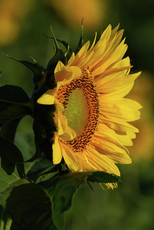 Sunflower Profile Photograph by Flinn Hackett