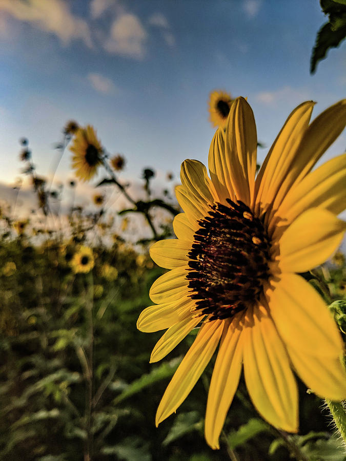 Sunflower Profile Photograph by Kevin Milyo | Fine Art America